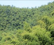 竹子的特點有哪些？